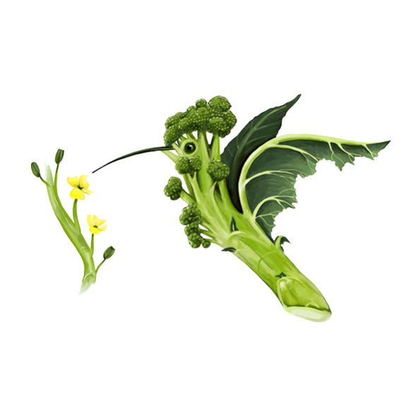Brokkolibri - Gemüsevögel Kollektion